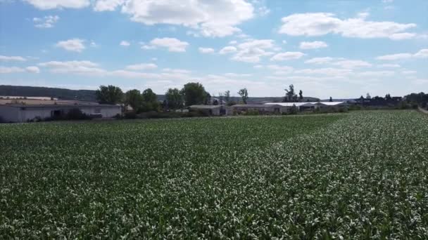 Hoge Groene Stengels Van Groene Maïs Het Veld — Stockvideo