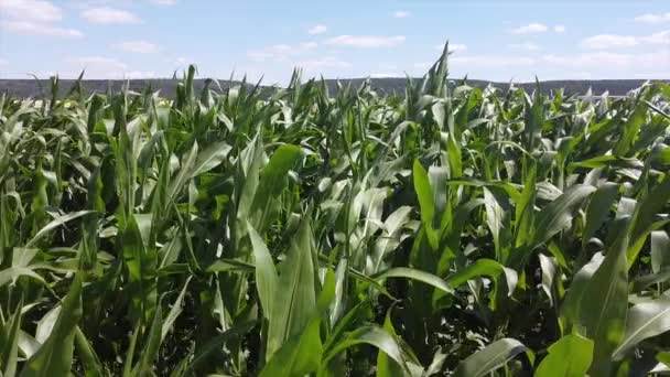 Magas Zöld Szárak Zöld Kukorica Területen — Stock videók