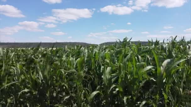 Caules Altos Verdes Milho Verde Campo — Vídeo de Stock