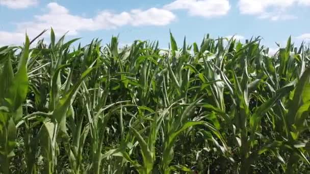 Hoge Groene Stengels Van Groene Maïs Het Veld — Stockvideo