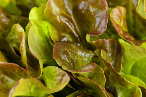 Red oak leaf lettuce. Also called oakleaf, a variety of Lactuca sativa. Red butter lettuce with distinctly lobed leaves with oak leaf shape. Macro closeup photo.