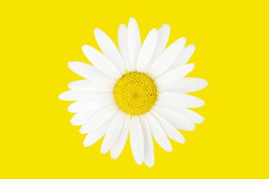 Sarı arka planda büyük bir papatya çayı. Çiçek başlığı sarı arkaplan görünümünde izole edildi.