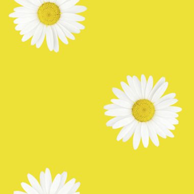 Kusursuz çiçek deseni. Sarı arka planda papatya çayı. Kağıt ya da kumaş izleri için desen