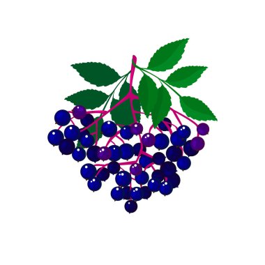 Beyaz bg izole karikatür taze elderberries