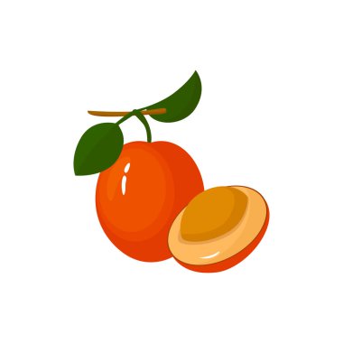 Ximenia isolated on white background. Bright vector illustration of colorful half and whole of juicy ximenia. Fresh cartoon