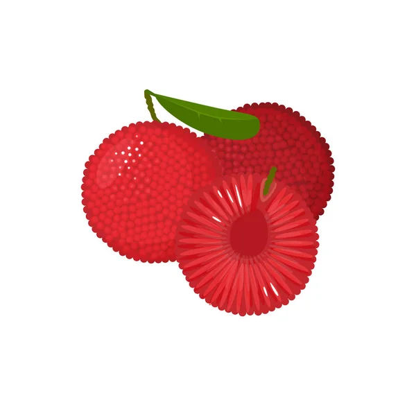 动画片新鲜的 yumberry 果子查出在白色 — 图库矢量图片