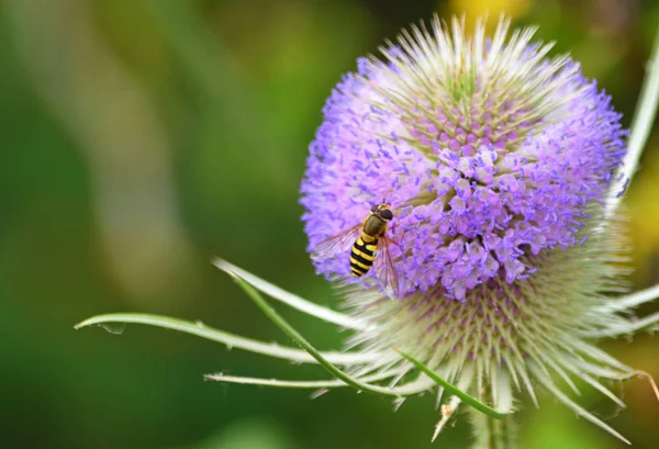 Hover Repülni Virág Vadon Élő Teasel — Stock Fotó