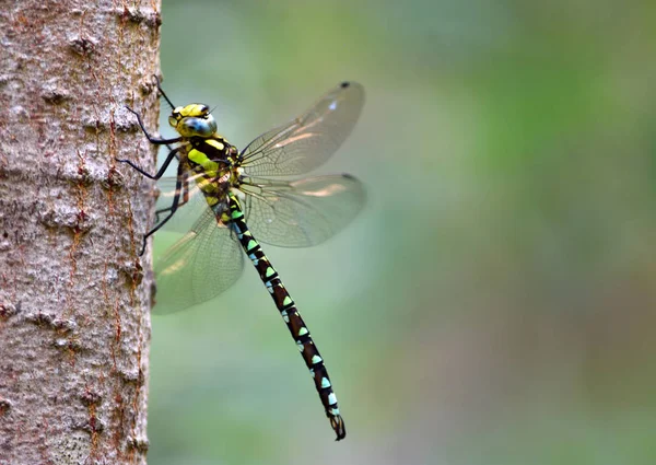 Common Hawker Dragonfly Birch Trunk Isolated Out Focus Background — Stock Photo, Image