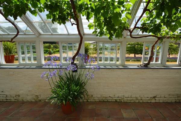 英国艾塞克斯郡藏红花沃尔登 2018年7月14日 历史修复的温室内部 有阿加帕索斯和葡萄藤和打开的窗户 — 图库照片