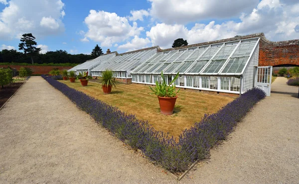 英国艾塞克斯郡藏红花 瓦尔登 2018年7月14日 历史修复的有鲜花的温室 — 图库照片