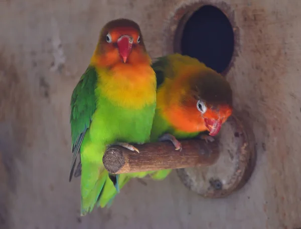 Zwei Liebesvögel Eng Beieinander Gehockt — Stockfoto