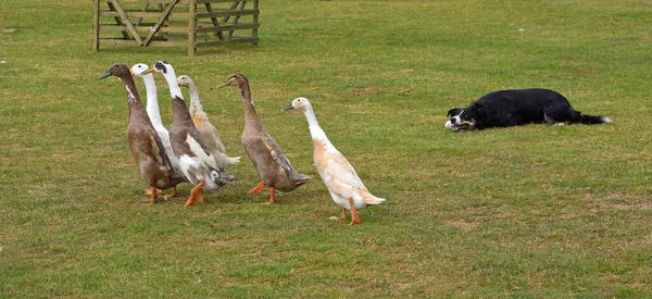 Patos Sendo Pastoreado Por Cão Fronteira Collie — Fotografia de Stock