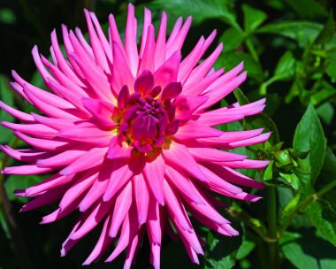 Güzel Pembe Dahlia çiçeğine yakın doğal ışıklandırma ve odak dışı arkaplan .