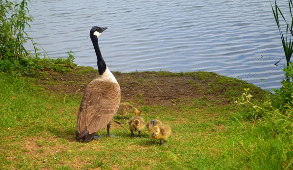 Ganso Canadá Goslings Hierba Por Agua — Foto de Stock