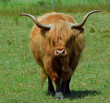 Highland İneği yeşil alanda yalnız başına kameraya doğru yürüyor.