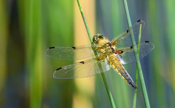 Four Spotted Libellula Four Spotted Chaser Dragonfly Perched Grass — Stock Photo, Image
