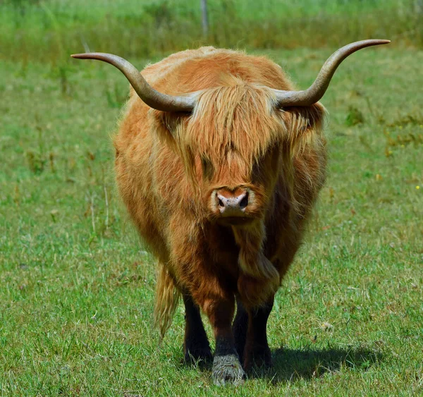 Highland Cow Walking Camera Isolated Green Field — Stock Photo, Image