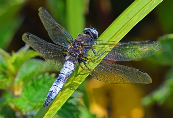 Libellula Depressa Blue Dragonfly Close — Stock Photo, Image