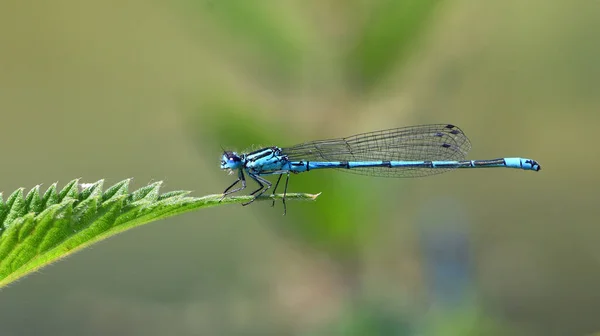 Gemeine Blaue Libelle Auf Brennnesselblatt Isoliert Mit Unscharfem Hintergrund — Stockfoto