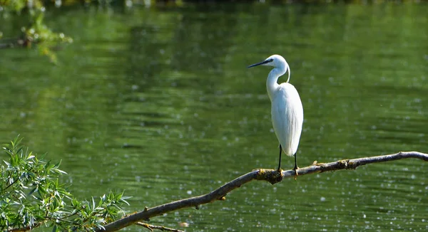 Little Egret Posado Rama Sobre Agua — Foto de Stock