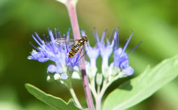 Lekvár Hover Fly Episyrphus Balteatus Kék Caryopteris Flower — Stock Fotó