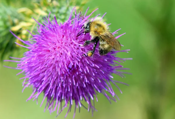 Bumblebee Temprano Aislado Flor Cardo Fuera Foco Fondo —  Fotos de Stock