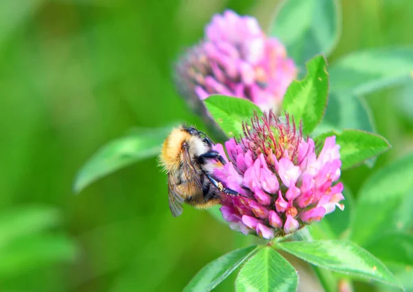 Single Aislado Temprano Abejorro Flor Trébol Fuera Foco Fondo —  Fotos de Stock