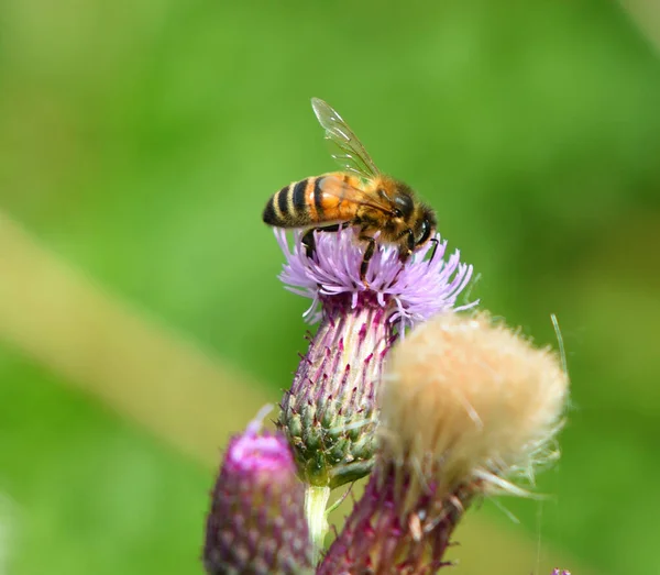 Egyetlen Elszigetelt Méh Bogáncs Virág Fókusz Háttér — Stock Fotó