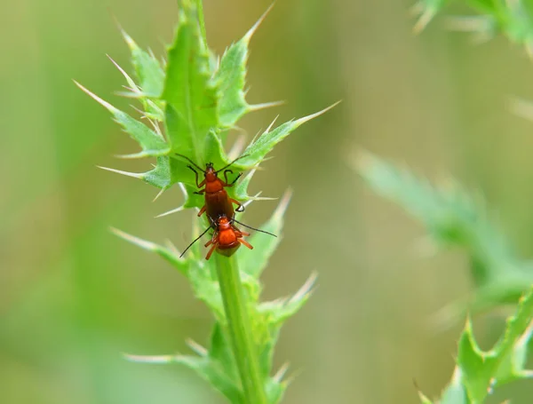 Red Headed Cardinal Beetles Mating Plant — Stock Photo, Image