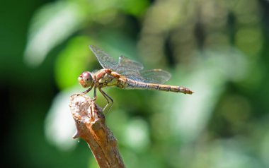 Norfolk Dragonfly 'ı ender görülür. Arka planı bulanık. Alternatif adı Norfolk Hawker veya Green Eyed Hawker..