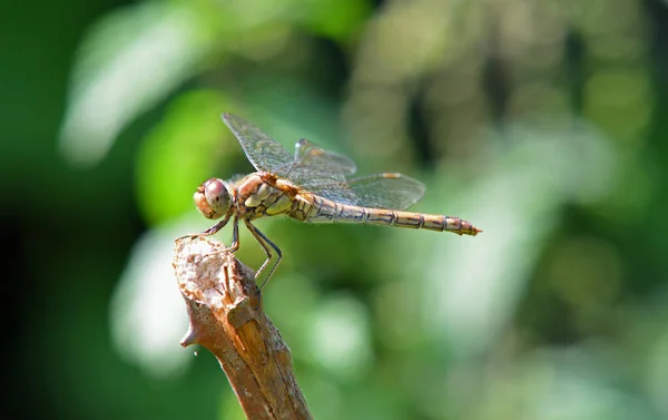 Rare Norfolk Dragonfly Twig Out Focus Background Alternative Name Norfolk — Stock Photo, Image