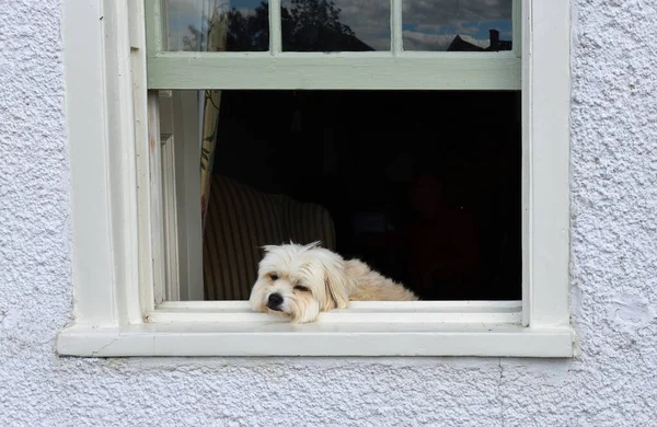 Piccolo Cane Bianco Assonnato Appoggiato Sulla Finestra Che Guarda Fuori — Foto Stock
