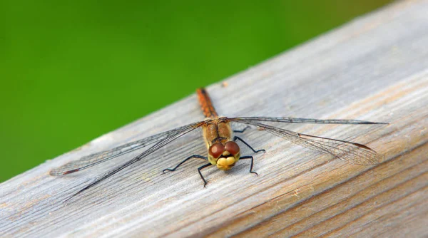 Common Darter Dragonfly Female Isolated Wooden Handrail — Stock Photo, Image