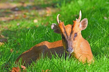 Muntjac Geyiği çimlere yakın oturuyor..