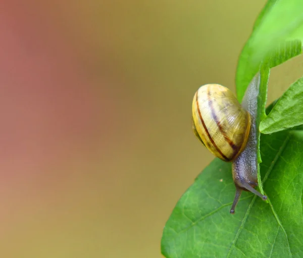 White-lipped Snail  or  White Banded Snail  on  leaf.