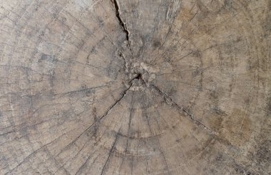 Eski ahşap kesme doku arka plan.