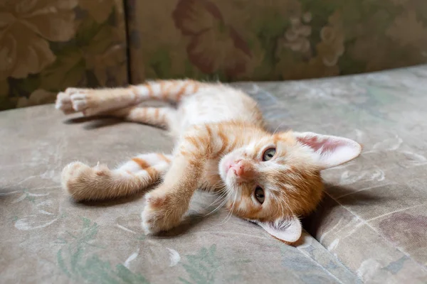 Niedliches Kleines Kätzchen Das Auf Der Couch Liegt Ein Süßes — Stockfoto