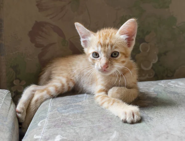 Niedliches Kleines Kätzchen Das Auf Der Couch Liegt Ein Süßes — Stockfoto