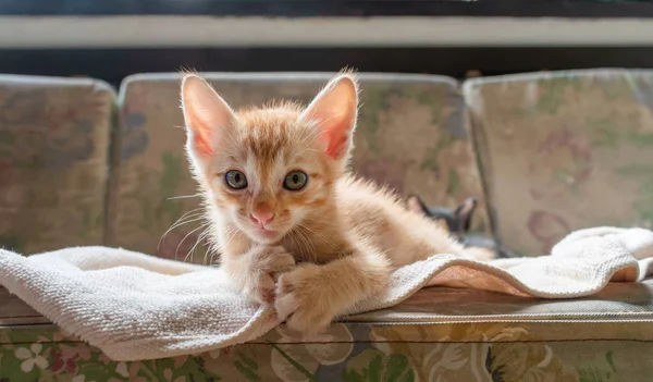 Niedliches Kleines Kätzchen Das Auf Der Couch Liegt Ein Süßes — Stockfoto