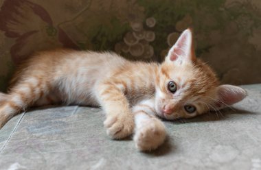 Kanepeye, kanepede uyuyan sevimli bir yavru kedi döşeme sevimli kedicik.