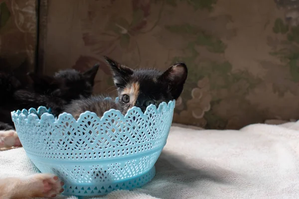 Niedliches Kätzchen Korb — Stockfoto
