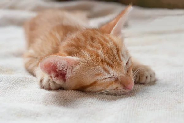 Kätzchen Schlafen Auf Der Couch — Stockfoto