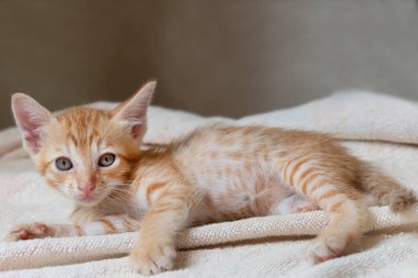 Paket üzerinde uyuyan sevimli kırmızı kedi yavrusu.