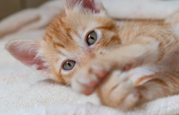 Süßes Rotes Kätzchen Schläft Auf Decke — Stockfoto