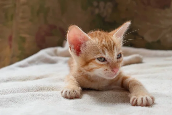 Niedliches Kleines Kätzchen Das Auf Der Couch Liegt Ein Süßes — Stockfoto