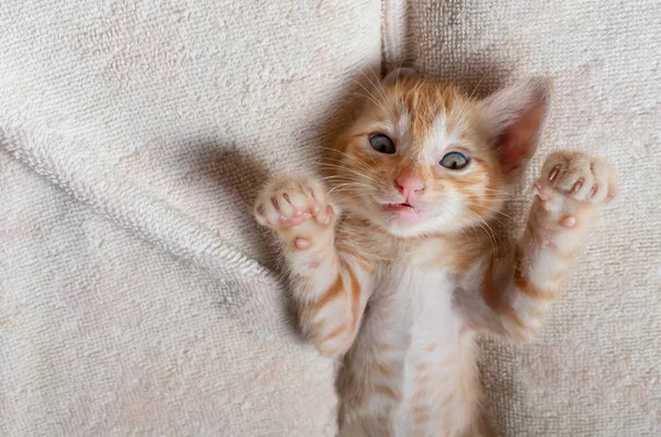 Süßes Rotes Kätzchen Schläft Auf Decke — Stockfoto