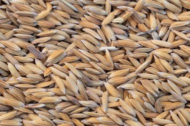 Yakın çekim Paddy pirinç doku arka plan.