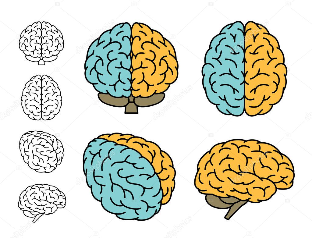 Human brain anatomy. Set of multiple views. Left Brain versus Right Brain. Vector illustration.