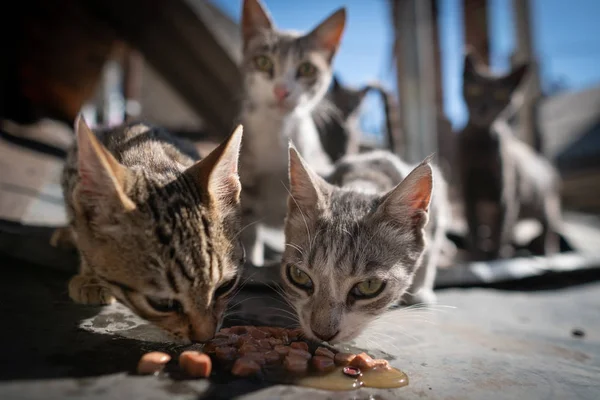 cute funny cats eating at roof;