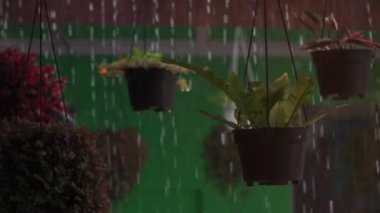 Ağır tropikal yağmur damlaları yeşil saksılara düşer.